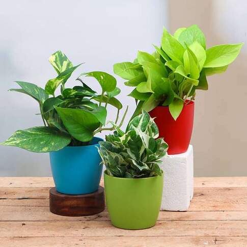 Money Plant, Scindapsus ( Pack Of 3) - Combo Plant